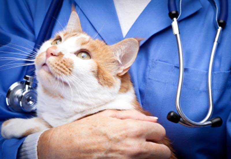 Pre-Surgical Instructions | ABC Veterinary Hospital
